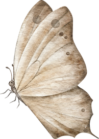 watercolor beige butterfly